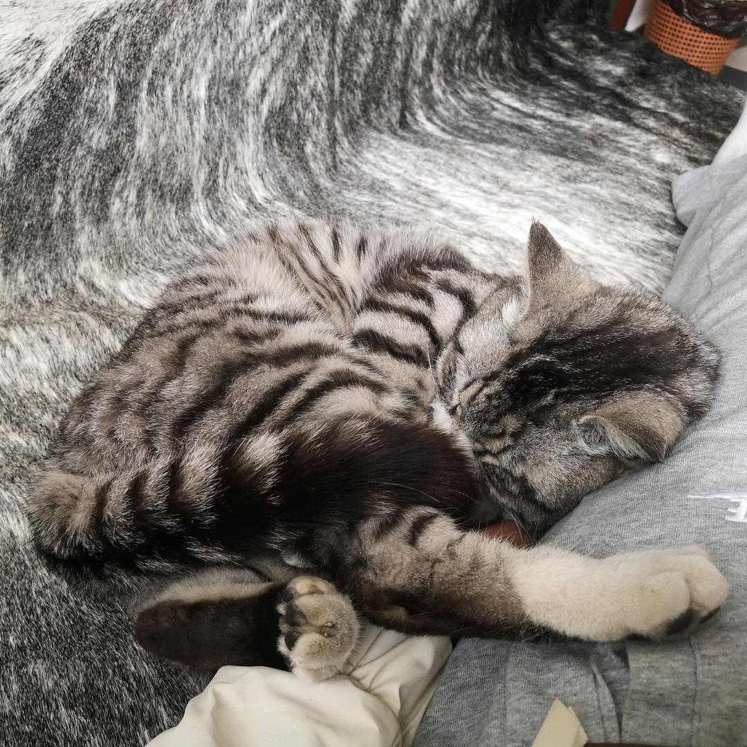 蓝桉π