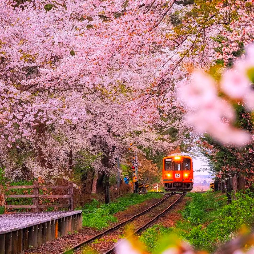 不念不惧
