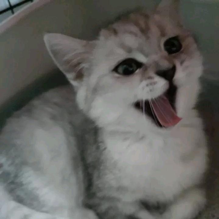 ❄️清雨只雪❄️