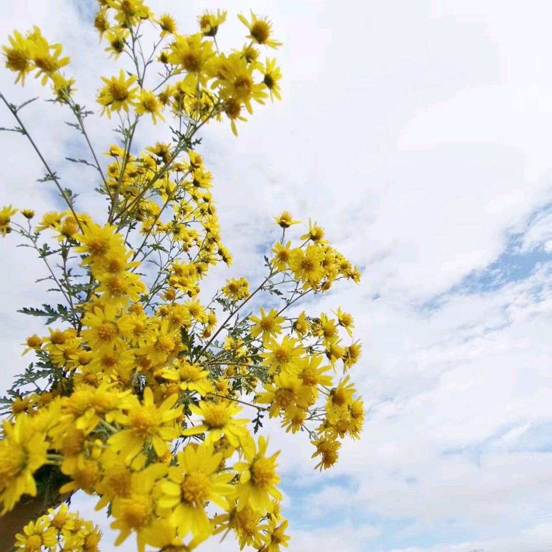 小达布溜