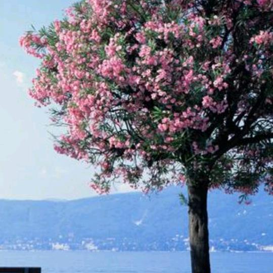 河南人在上海卖油酥饼