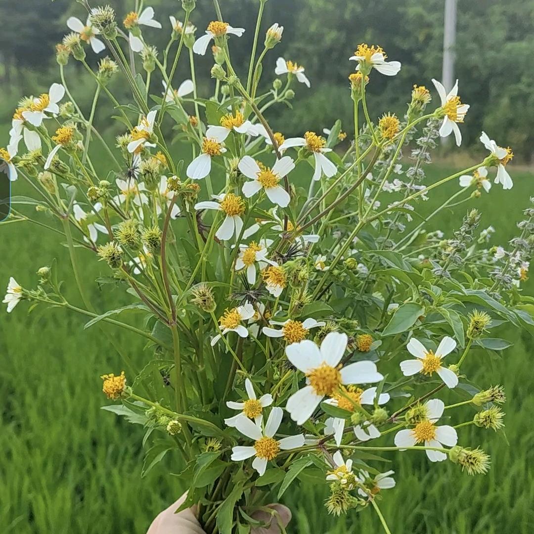 黄小仙回村记