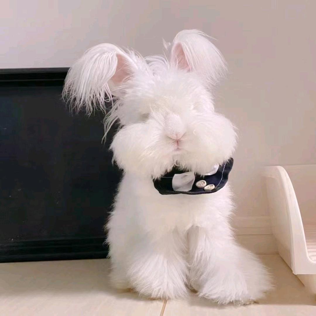 布卡布卡橱窗