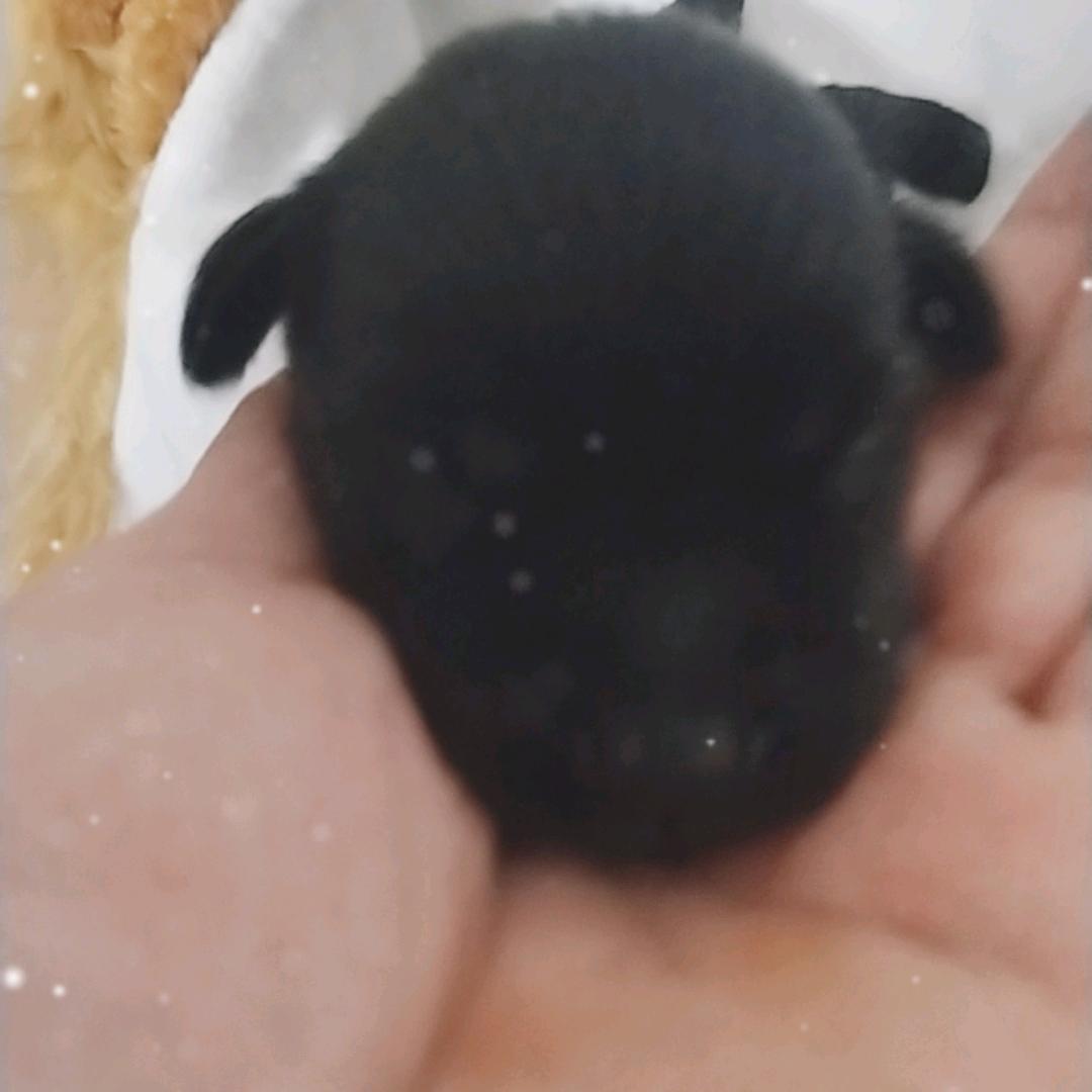 黑色金毛犬