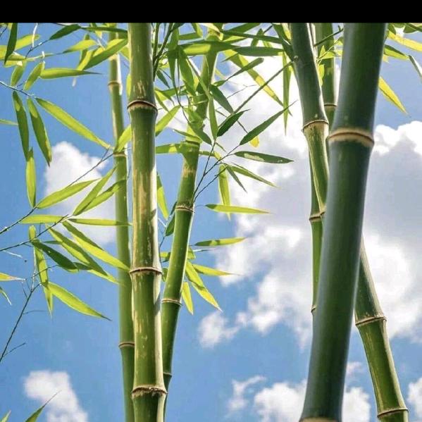 音尘绝