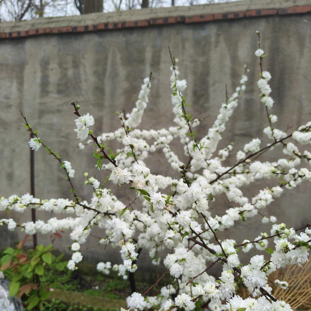 梅花点点