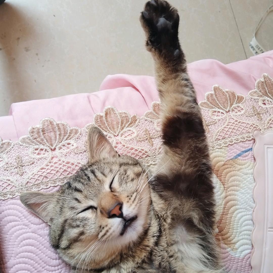 托板鞋