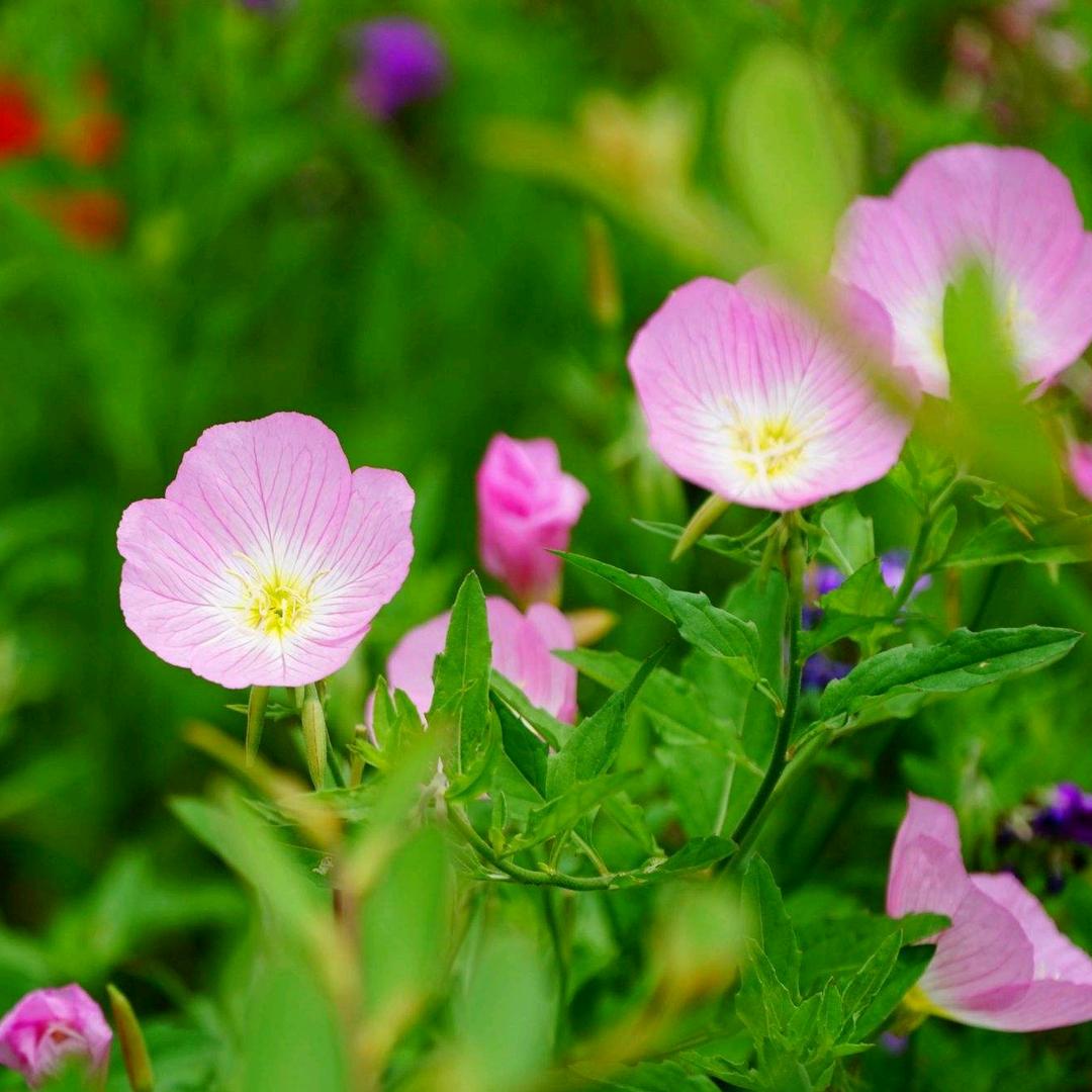 模板创作李耀辉