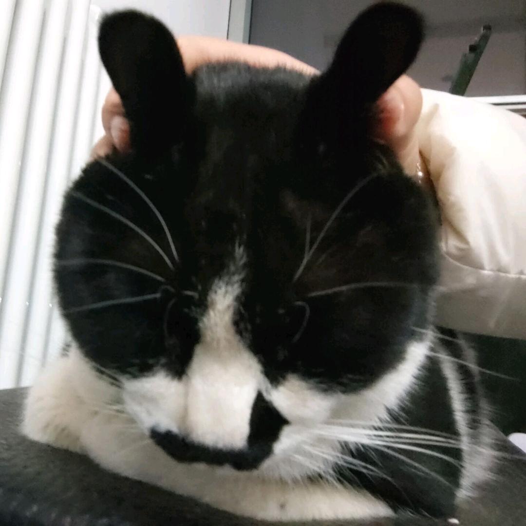 梦奇