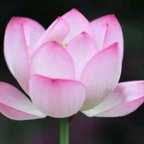 一世倾城/////、/