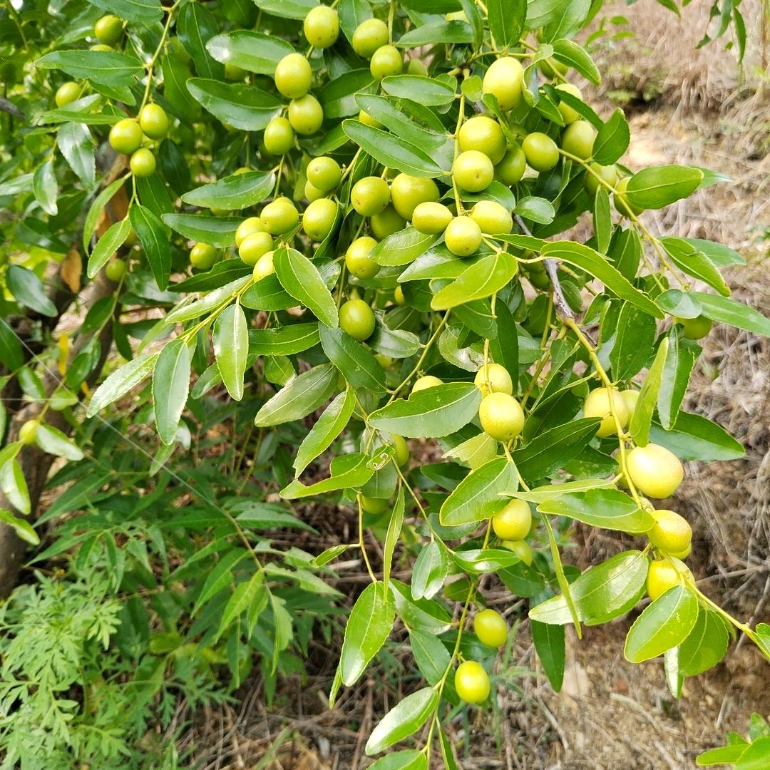 酸枣研究院，老高