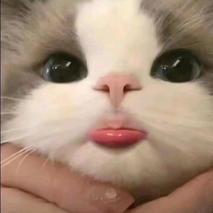 小白