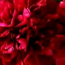 Ai玉我的朋友们友圈，推荐提醒抖音