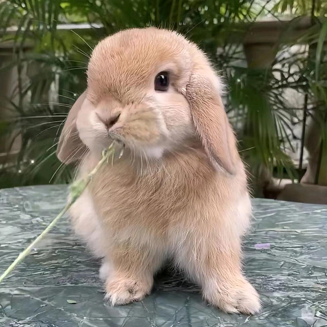 华华萌宠