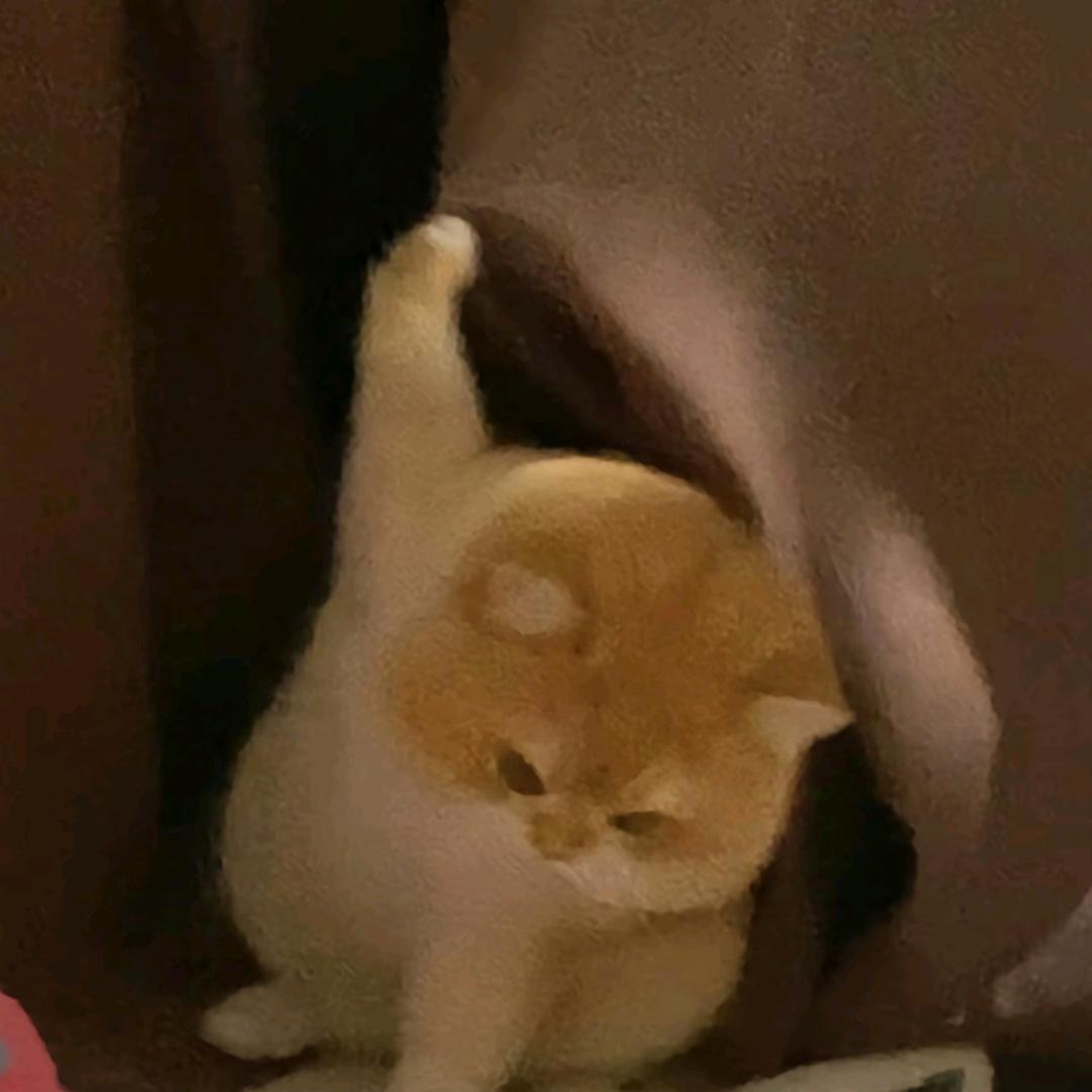 喜洋洋