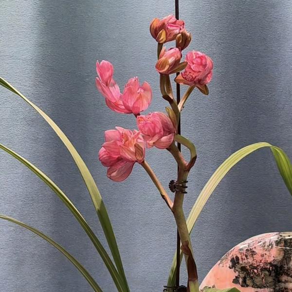 小何兰花讲堂