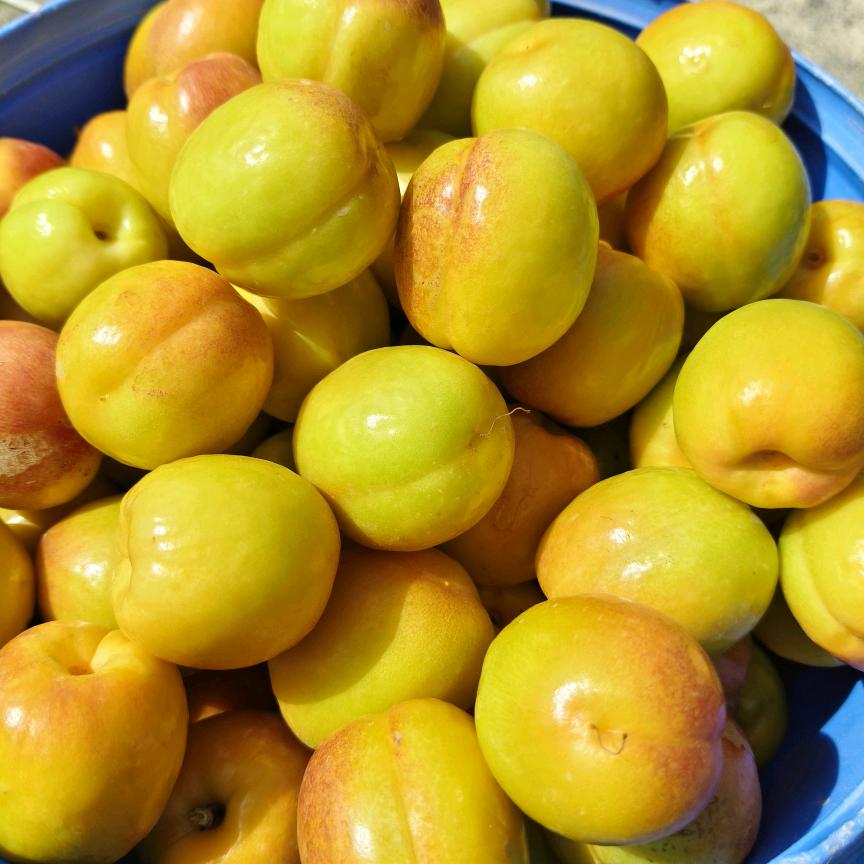 潘潘杏子桃子采摘园