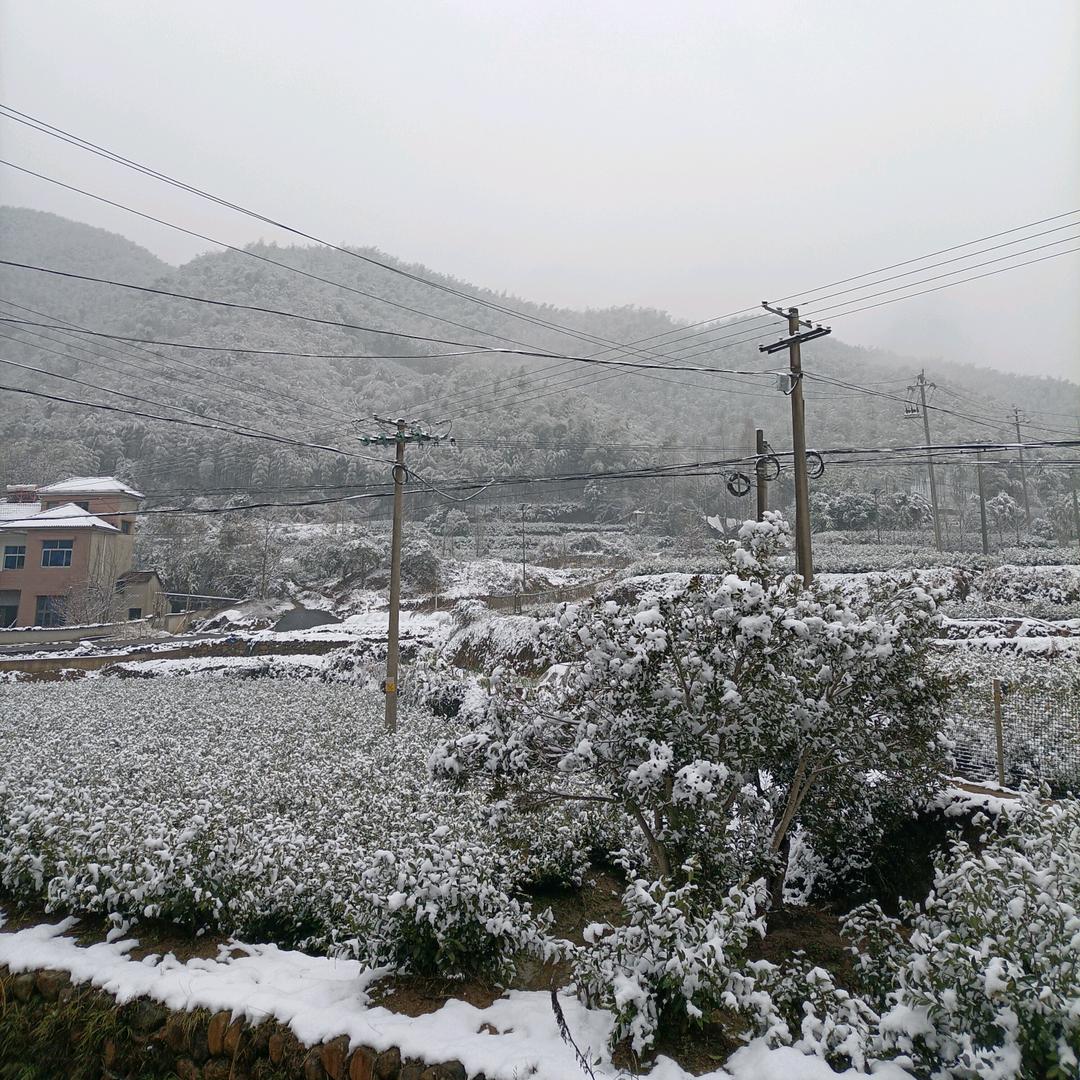 安吉茶农
