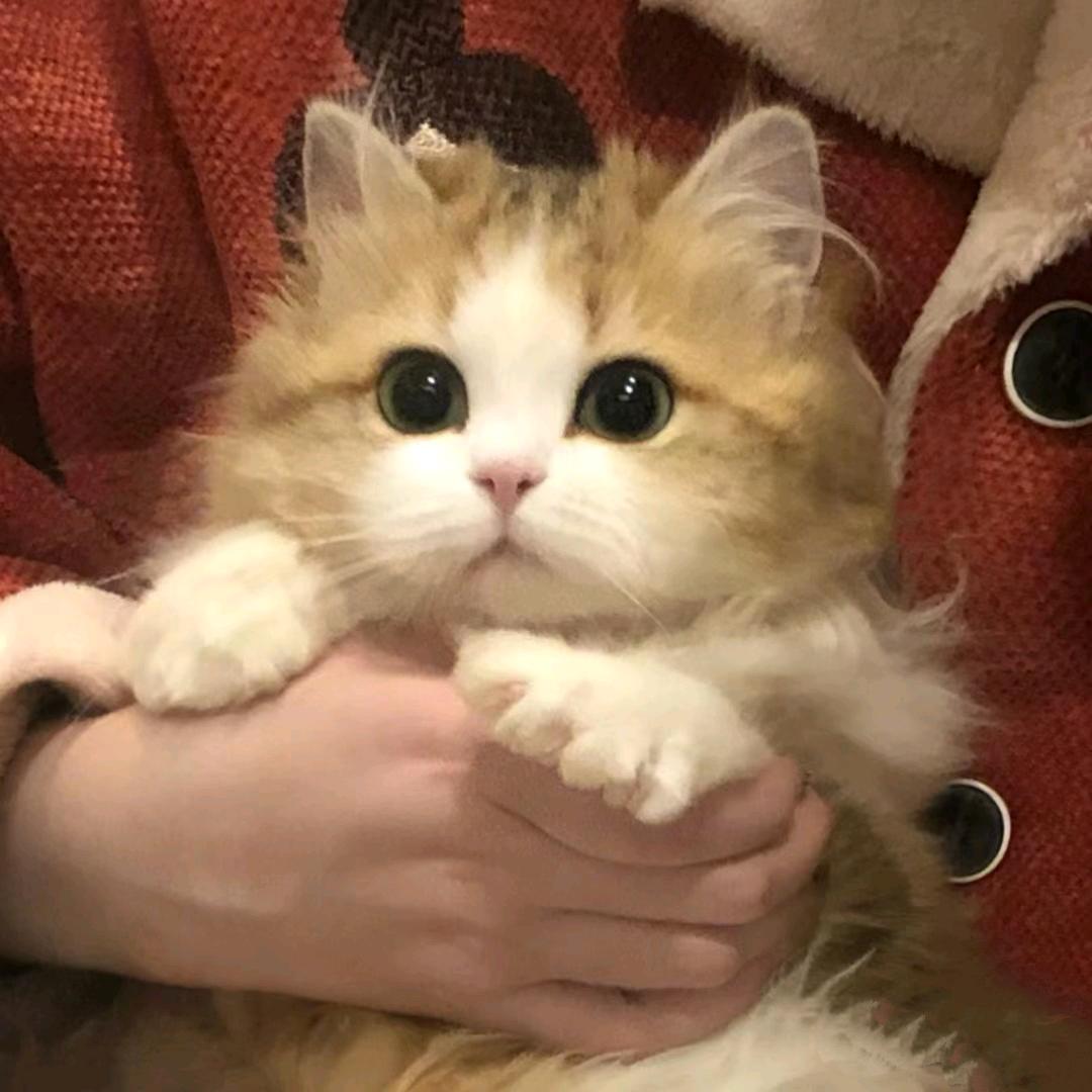 趴在桌子上数羊