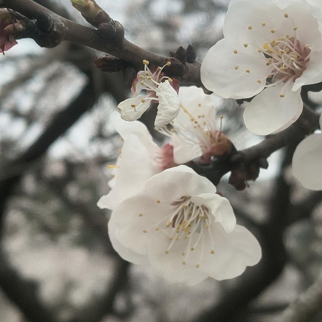 哪吒大王全图可飞