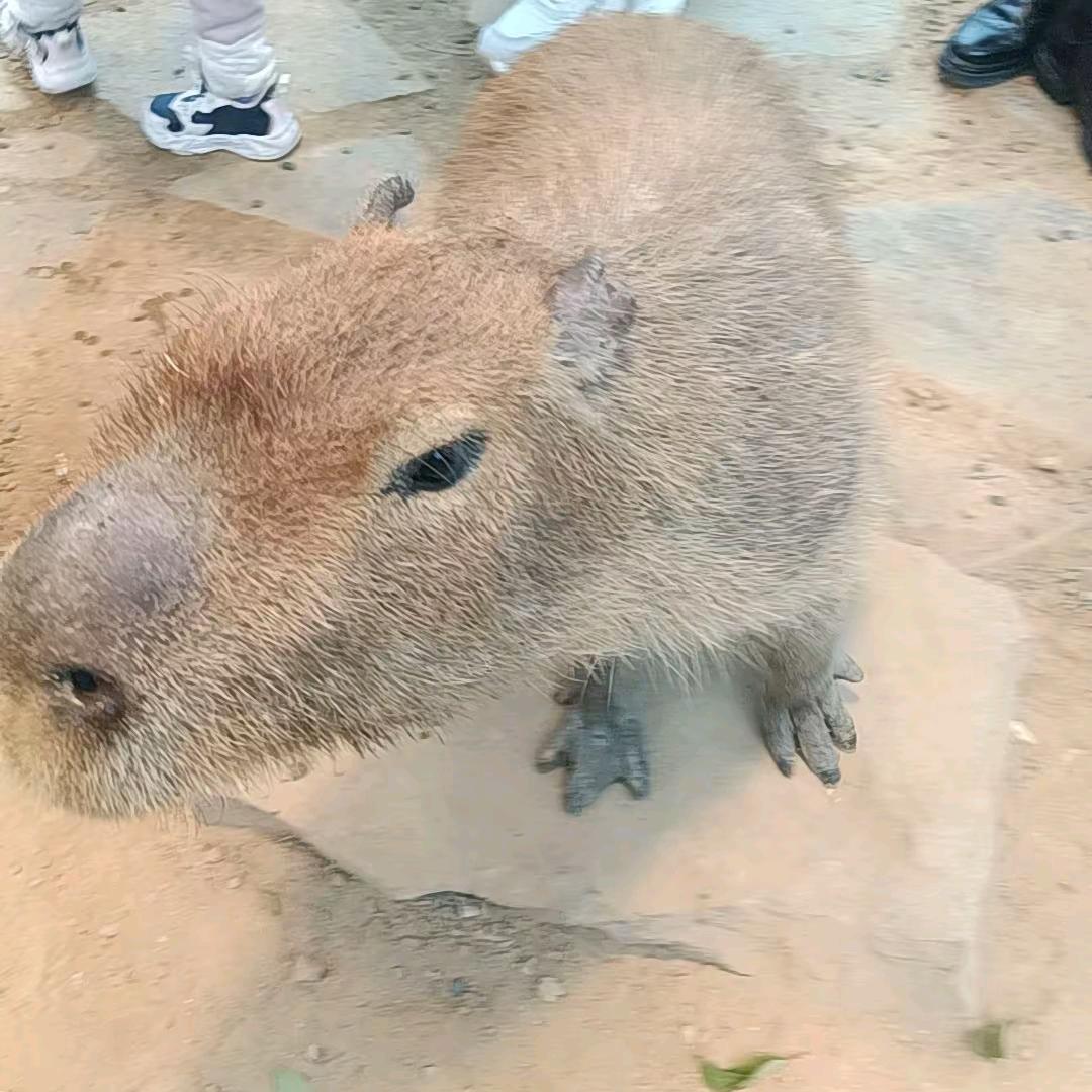 水豚