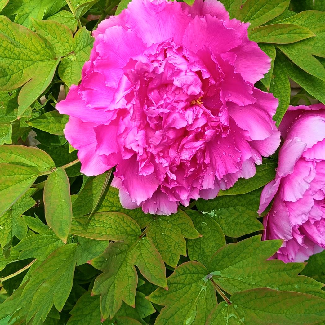 朵朵花