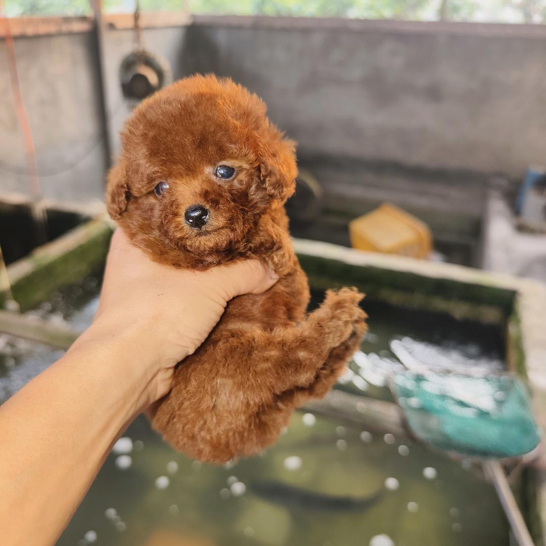 绵阳莫非宠物犬舍