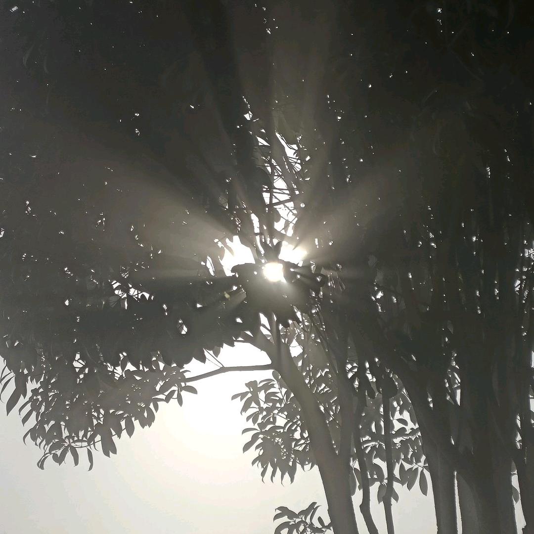 爱吃半糖白砂糖