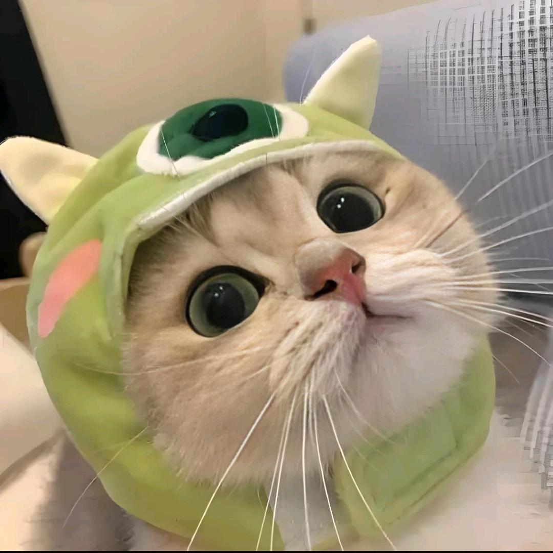 星星猫要去码头整点小鱼干🐟