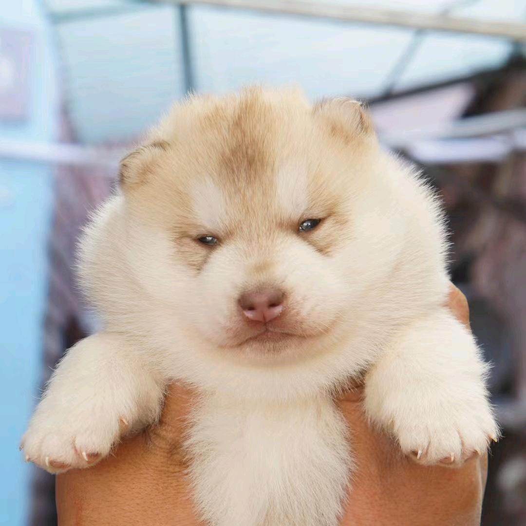 玩宠
