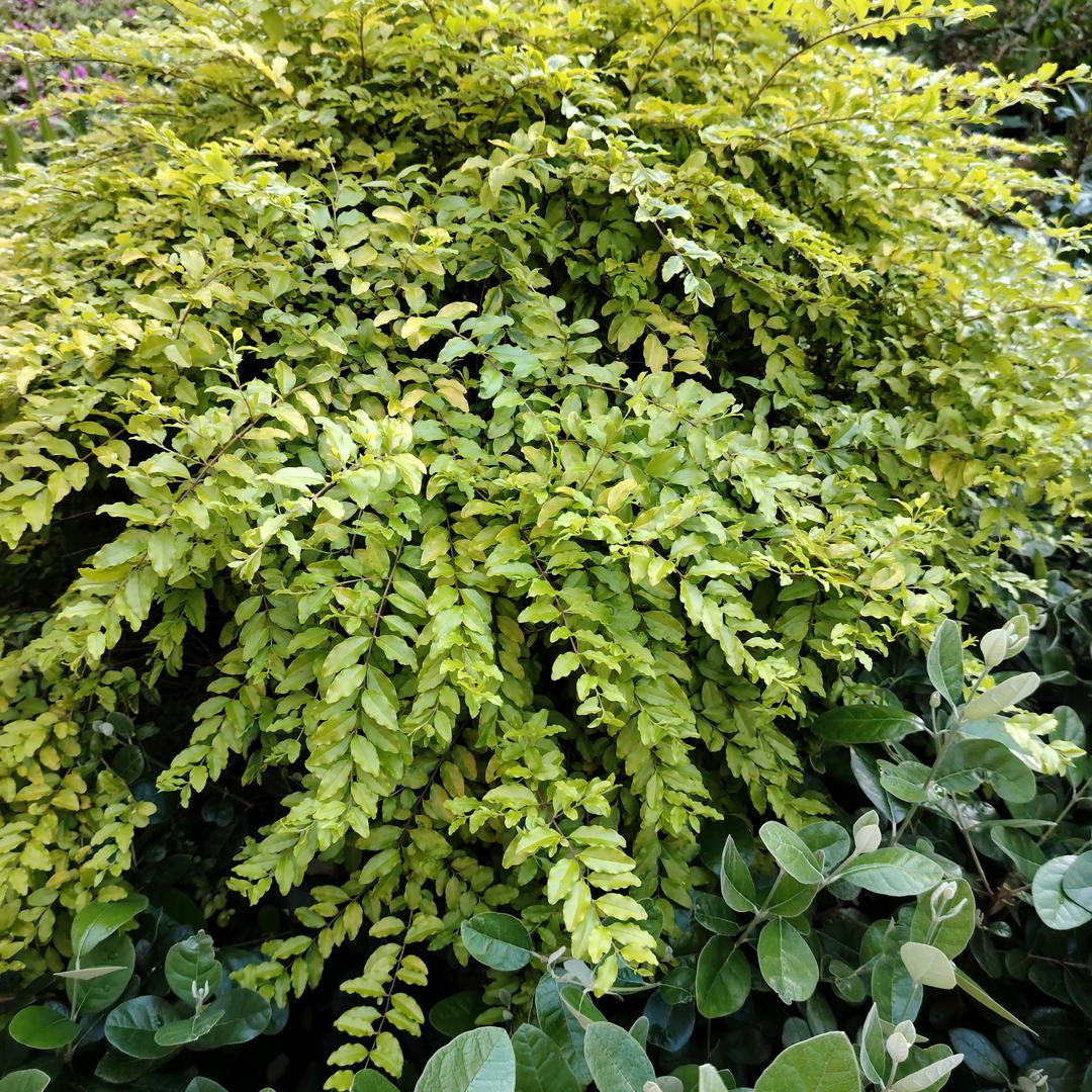 张振刚