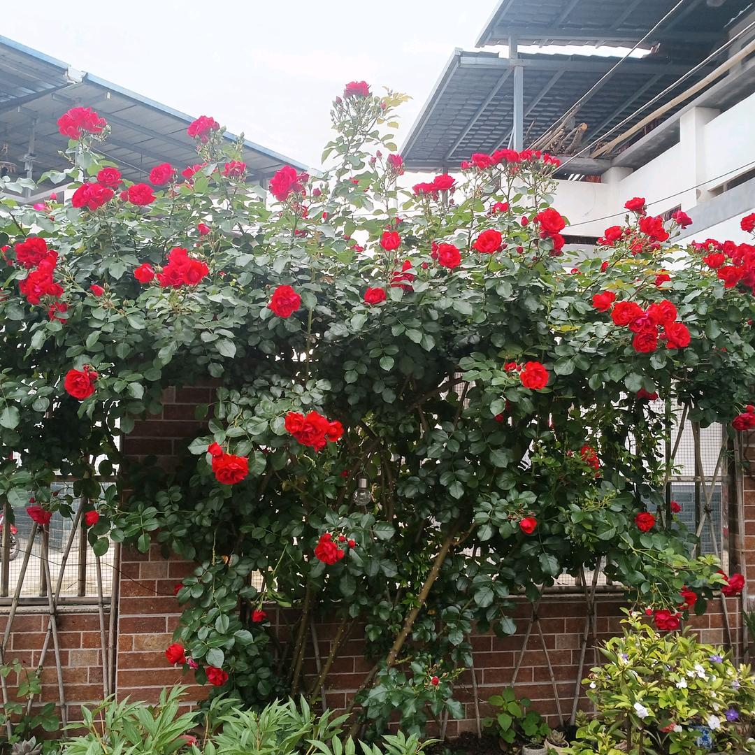 💕ღ᭄ℋღ᭄梦醒时的痛🍒᭄💞࿐