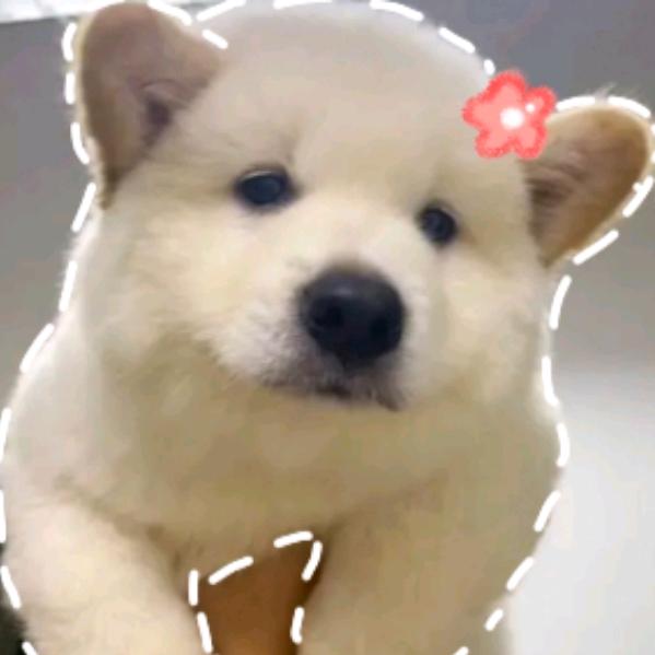 一束小狗