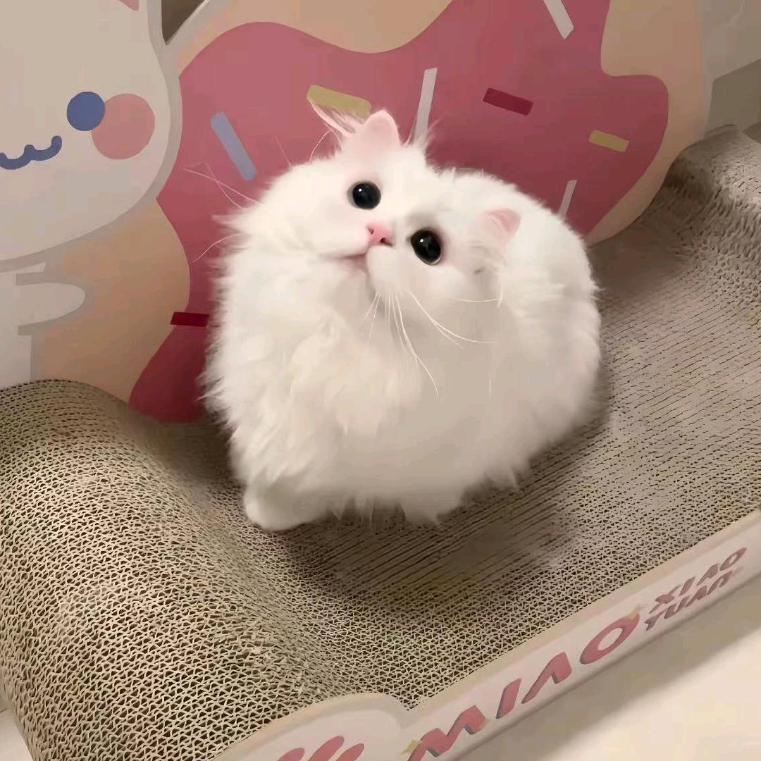 傲娇萝卜大兔子