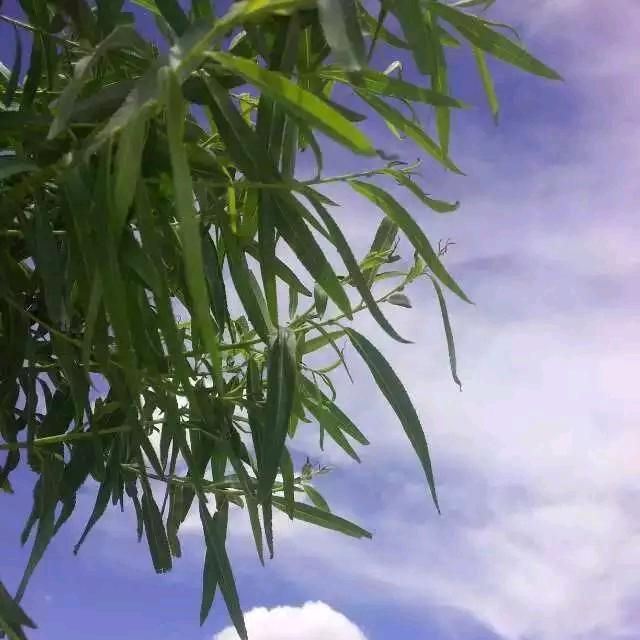 春风佛面