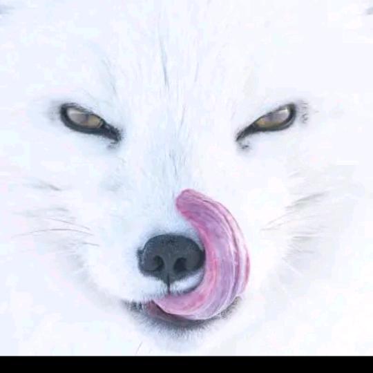 情人、