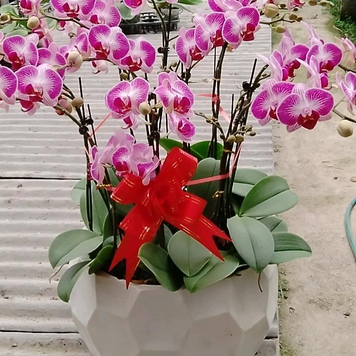 顺鑫蝴蝶兰