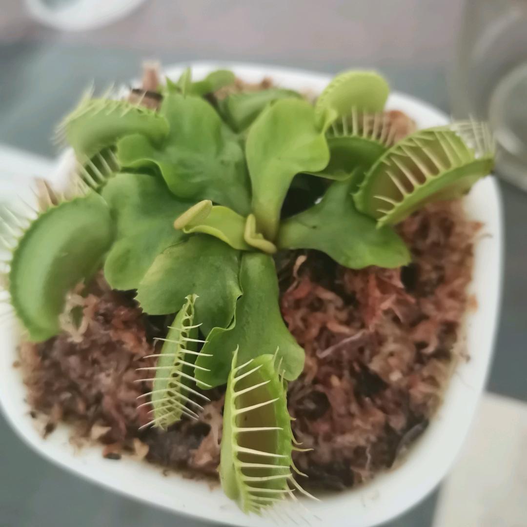 小医大圣