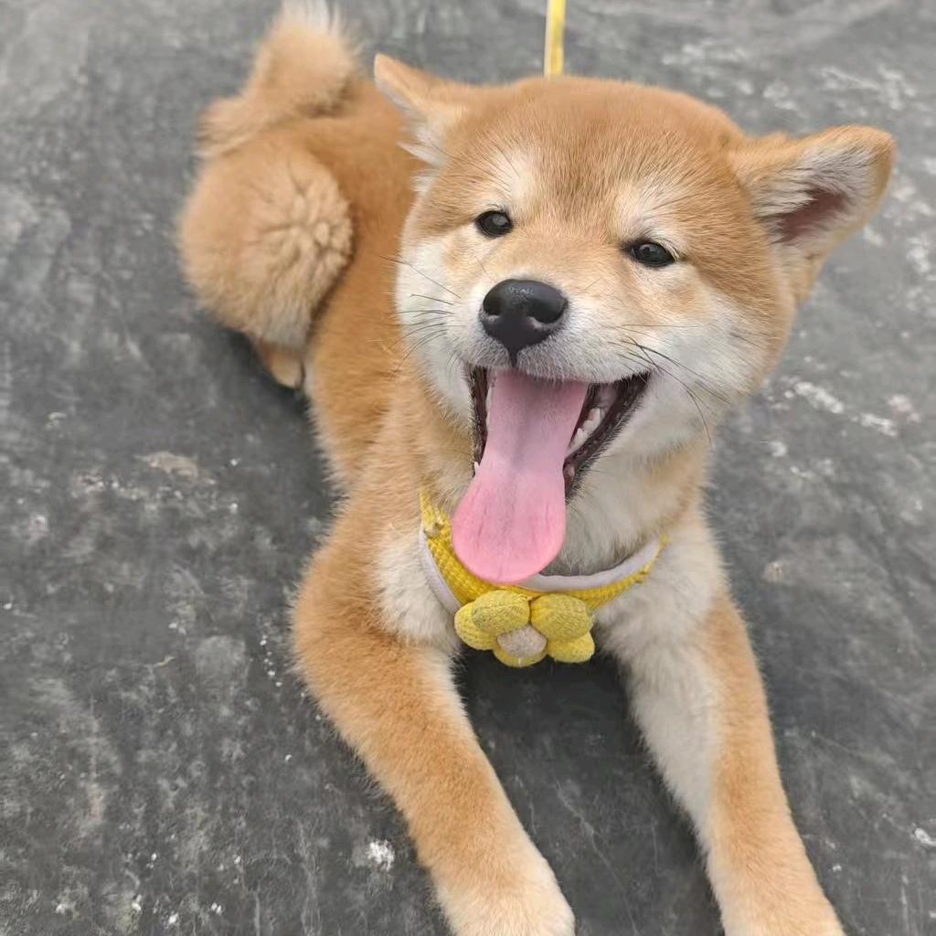 我的柴宝叫旺柴