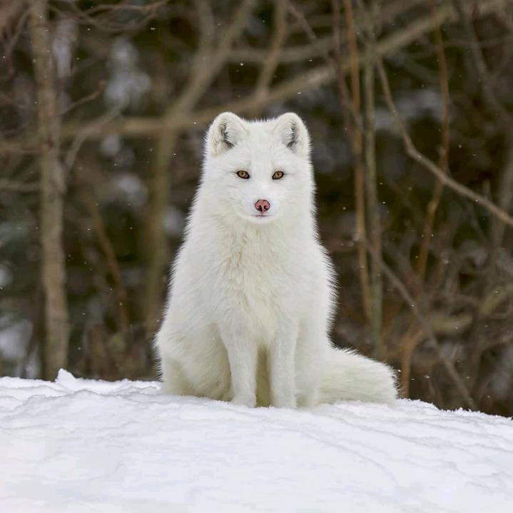 🦊