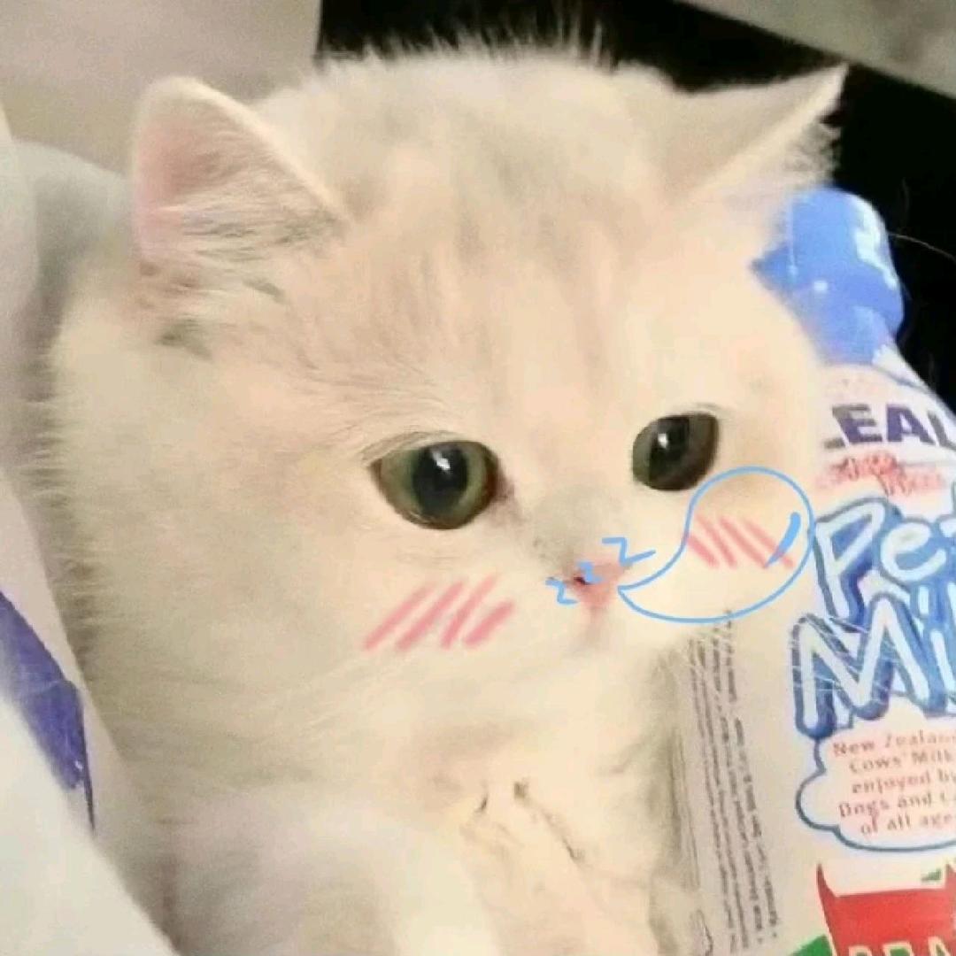 猫meme小酒窝