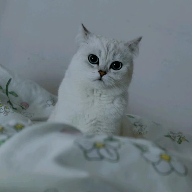 小七崽崽🐾