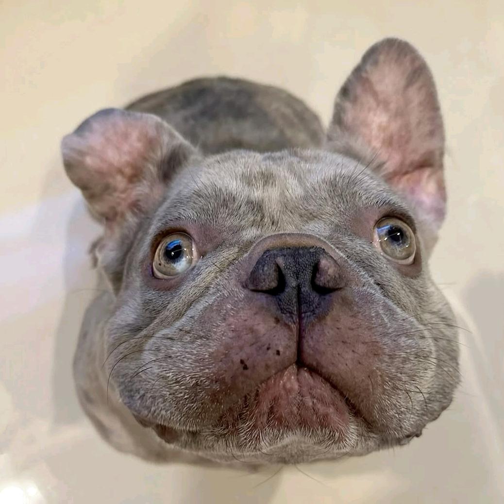 nikita