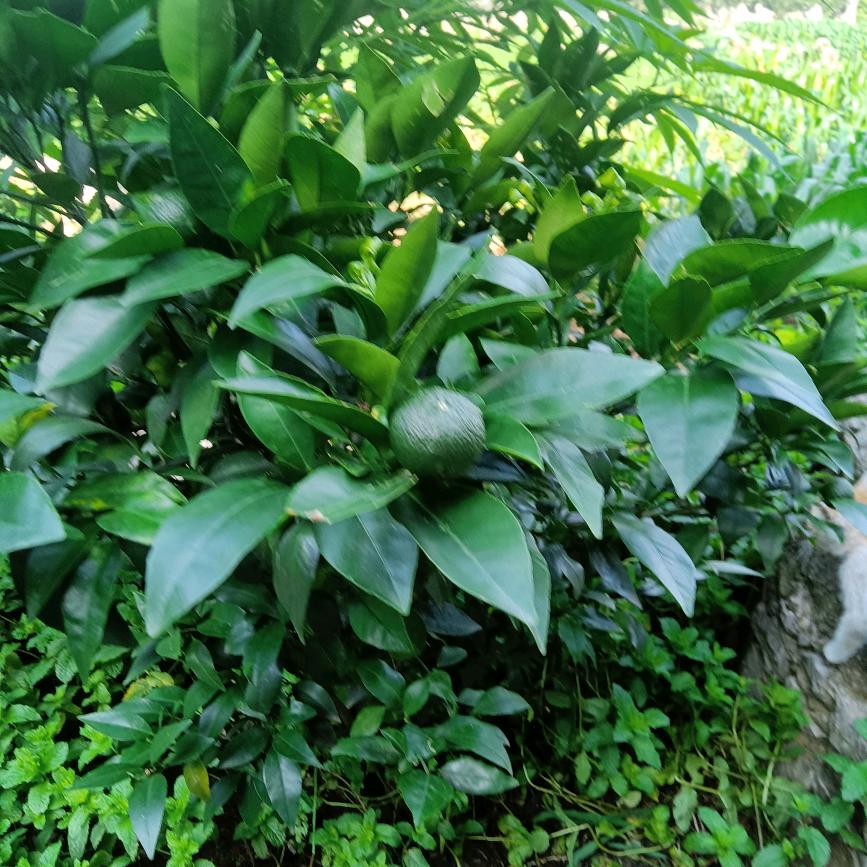 邹胜贵