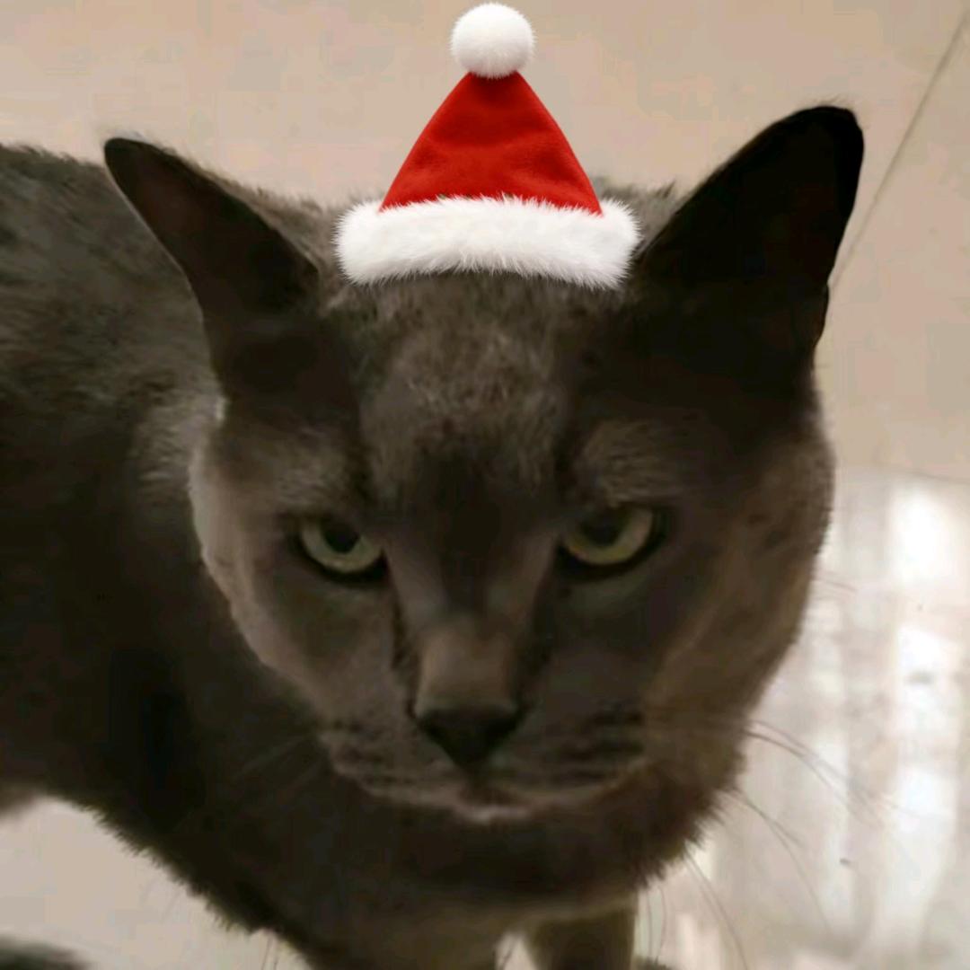 泪水打湿火腿肠 发誓要做王中王