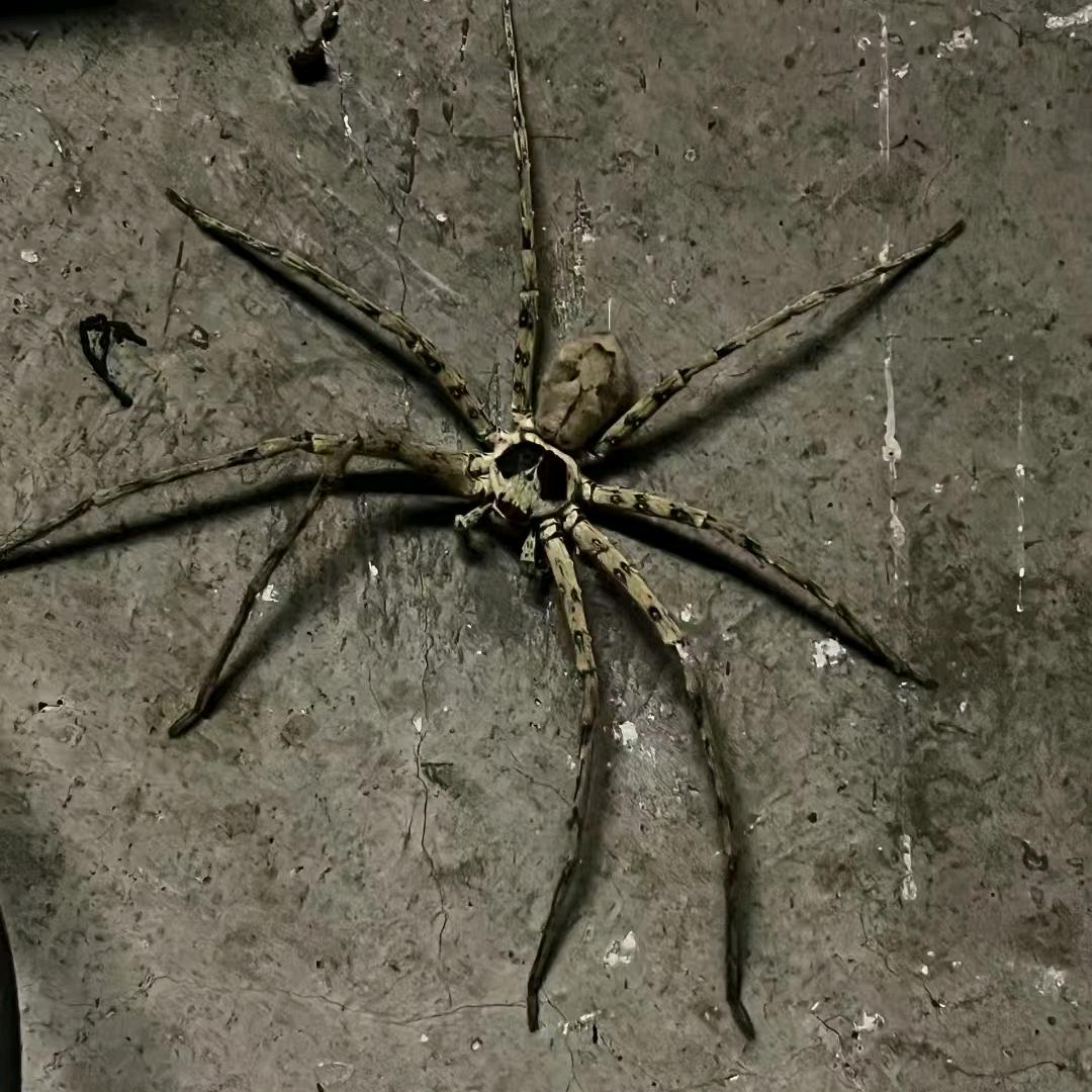 SPZ