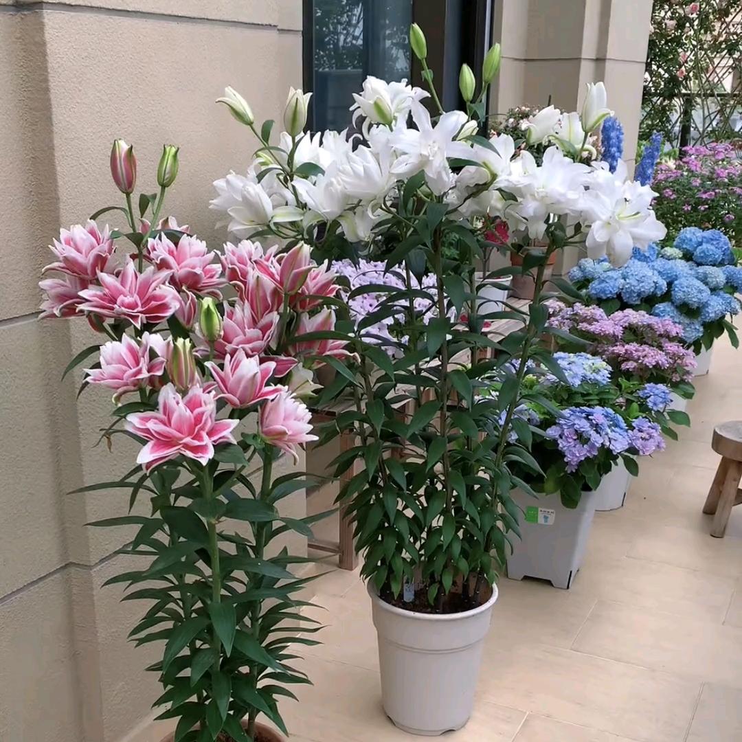 百合花仙子