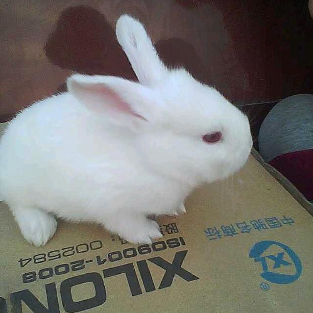 门吊修理电工