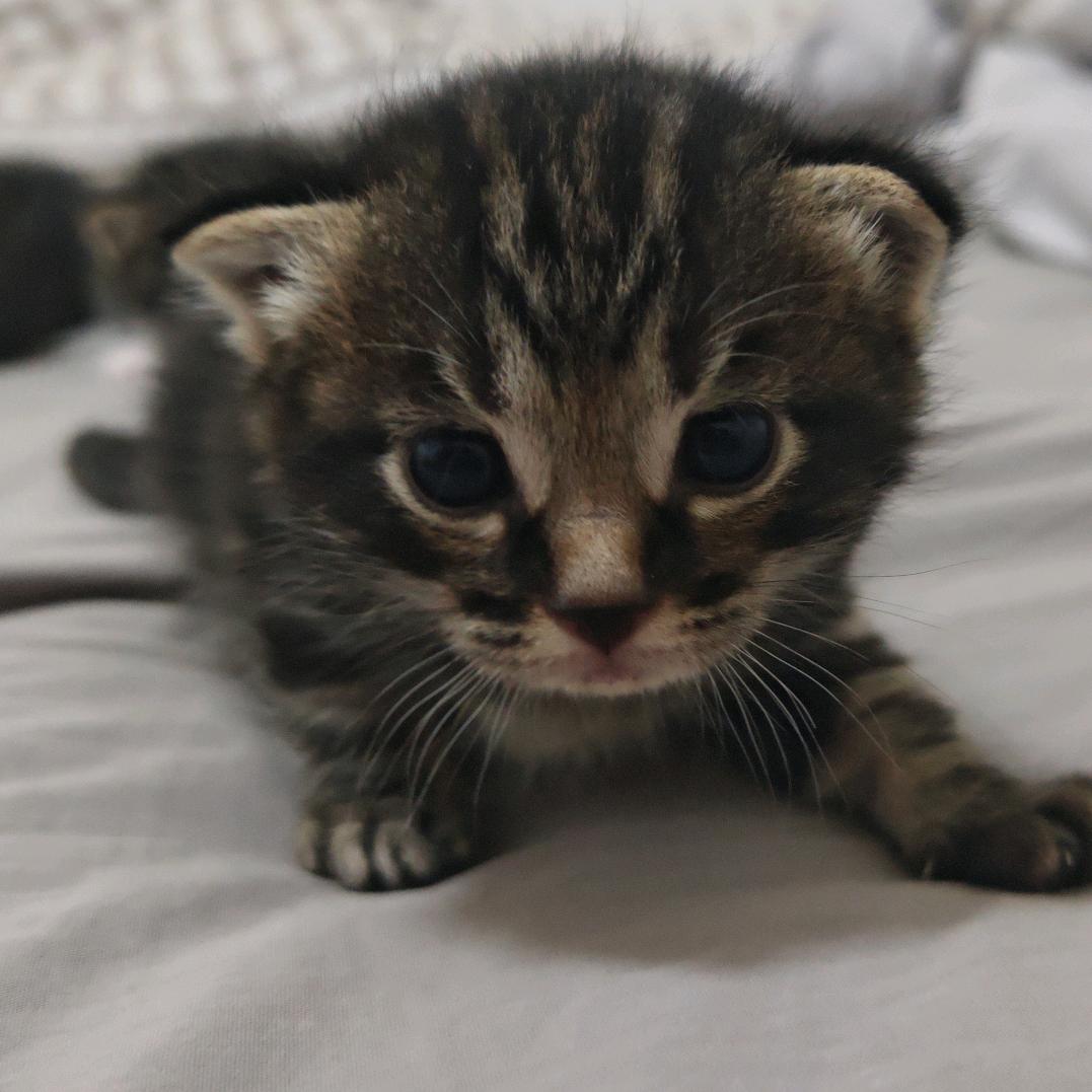 猫崽崽（涨粉中）