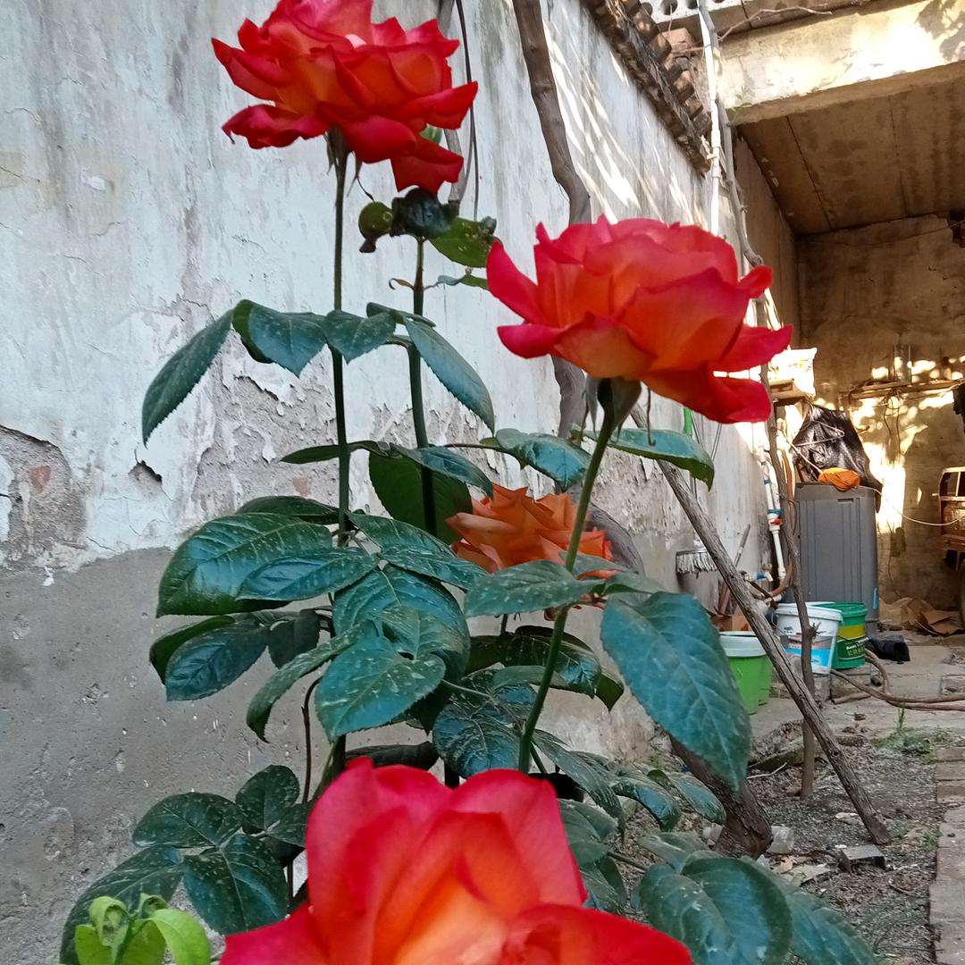 何时才能见彩虹